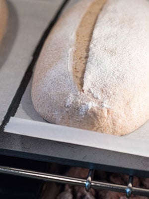 Stainless Steel Flour and Grain Scoop – Breadtopia